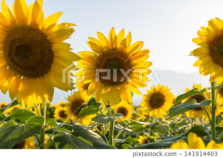 Sunflower fields in Akeno, blooming at dusk, Hokuto City, Yamanashi Prefecture Sunflower fields in Akeno, blooming at dusk, Hokuto City, Yamanashi Prefecture 141914403