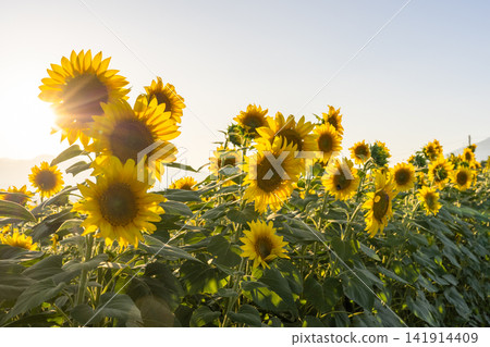 Sunflower fields in Akeno, blooming at dusk, Hokuto City, Yamanashi Prefecture Sunflower fields in Akeno, blooming at dusk, Hokuto City, Yamanashi Prefecture 141914409