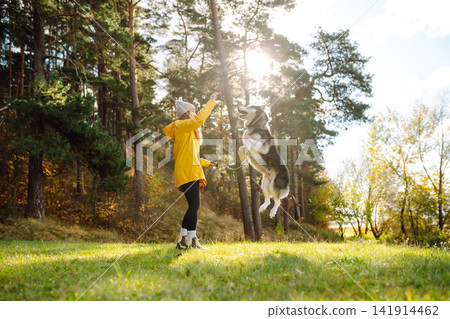 Woman with her husky dog walks in autumn forest. A cheerful pet spends time with its owner outdoors. Woman with her husky dog walks in autumn forest. A cheerful pet spends time with its owner outdoors. 141914462