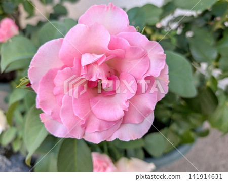 Large roses blooming in a soft pink color Large roses blooming in a soft pink color 141914631