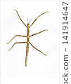 Stick insect illustration 141914647