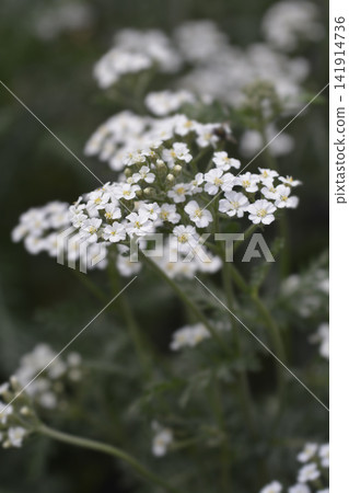 Common yarrow Schneetaler flowers blooming on stems Common yarrow Schneetaler flowers blooming on stems 141914736