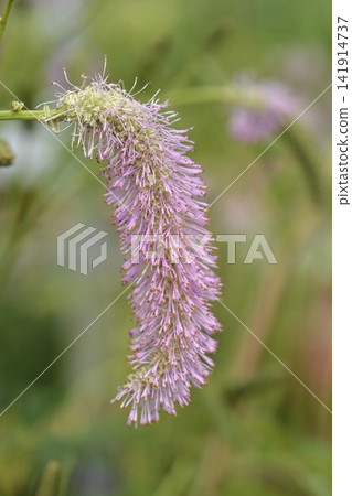 Pink brushes burnet nodding flower head close up Pink brushes burnet nodding flower head close up 141914737
