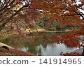 Kyoto Sento Imperial Palace: North Pond and Maple Trees (Kamigyo Ward, Kyoto City) 141914965
