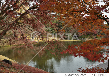 京都仙洞御所:北池與楓樹(京都市上京區) 京都仙洞御所:北池與楓樹(京都市上京區) 141914965