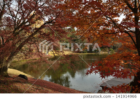 京都仙洞御所:北池與楓樹(京都市上京區) 京都仙洞御所:北池與楓樹(京都市上京區) 141914966