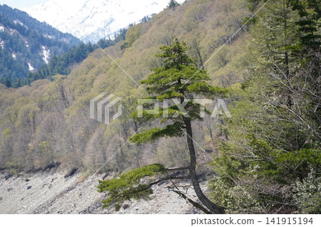 Coniferous trees Coniferous trees 141915194