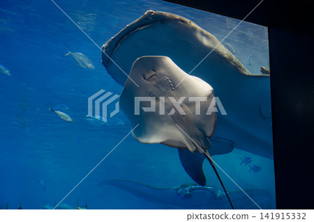 蝠鱝在水族館裡游泳 蝠鱝在水族館裡游泳 141915332