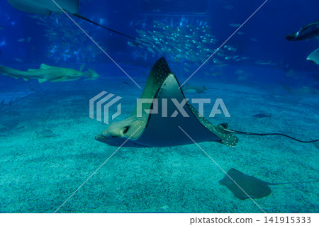 蝠鱝在水族館裡游泳 蝠鱝在水族館裡游泳 141915333