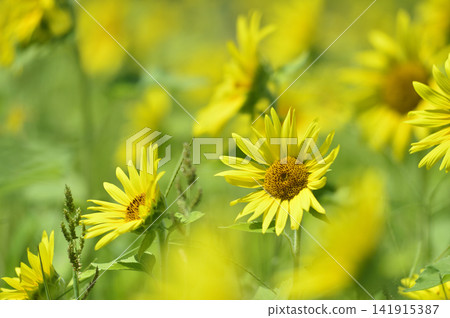 Speaking of summer sunflower Speaking of summer sunflower 141915387