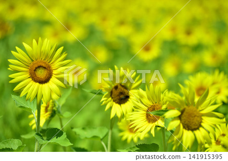 說到夏天的向日葵 說到夏天的向日葵 141915395