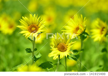 說到夏天的向日葵 說到夏天的向日葵 141915400