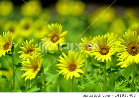 說到夏天的向日葵 說到夏天的向日葵 141915408