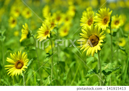 說到夏天的向日葵 說到夏天的向日葵 141915413
