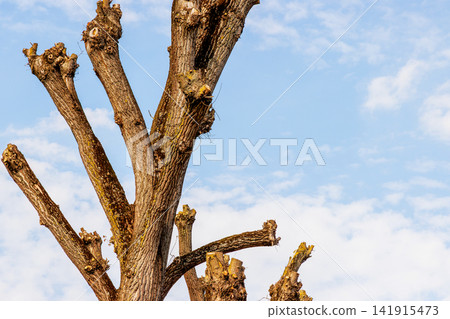 Heavily pruned old tree with cut branches against blue sky Heavily pruned old tree with cut branches against blue sky 141915473