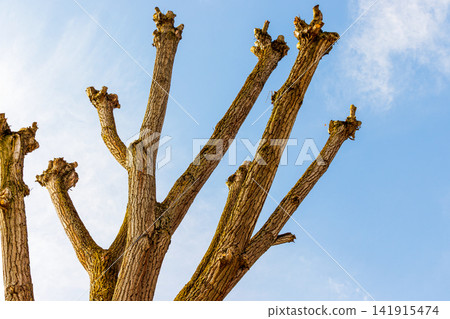 Heavily pruned old tree with cut branches against blue sky Heavily pruned old tree with cut branches against blue sky 141915474