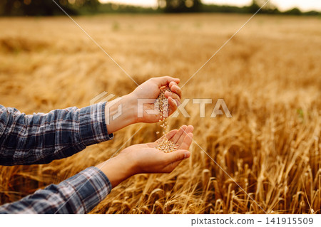 Grains of wheat in hands of the farmer. Crop of oats in male's hands. Agricultural farm. Grains of wheat in hands of the farmer. Crop of oats in male's hands. Agricultural farm. 141915509