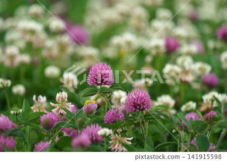 Red clover and white clover flowers Red clover and white clover flowers 141915598