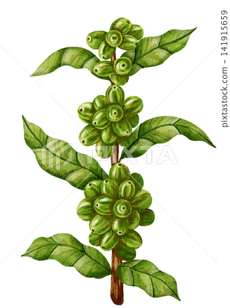Hand-drawn watercolor illustration of a coffee branch with unripe green berries and leaves. The coffee ripening process. Perfect for coffee shops, packaging, branding, menu design, and botanical decor Hand-drawn watercolor illustration of a coffee branch with unripe green berries and leaves. The coffee ripening process. Perfect for coffee shops, packaging, branding, menu design, and botanical decor 141915659