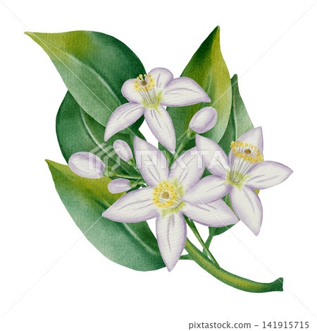 Watercolor botanical illustration of lemon blossoms and green leaves. Hand-drawn branch of flowers isolated on a white background. Elegant floral design for perfumes, cosmetics, packaging, weddings Watercolor botanical illustration of lemon blossoms and green leaves. Hand-drawn branch of flowers isolated on a white background. Elegant floral design for perfumes, cosmetics, packaging, weddings 141915715