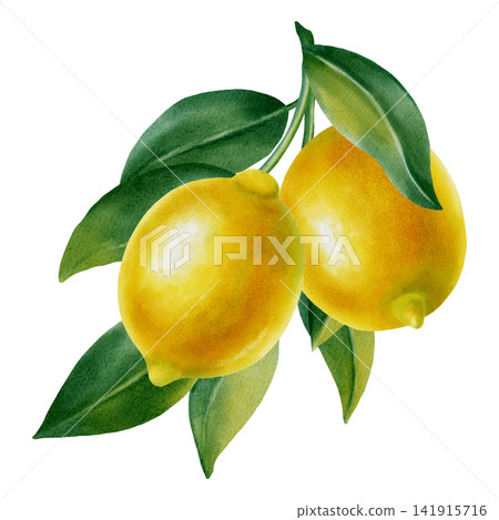 Watercolor illustration of lemons on a branch with leaves on a white background. Botanical illustration with citrus fruits for premium packaging, menus, kitchen decor, weddings, open cards, invitation Watercolor illustration of lemons on a branch with leaves on a white background. Botanical illustration with citrus fruits for premium packaging, menus, kitchen decor, weddings, open cards, invitation 141915716