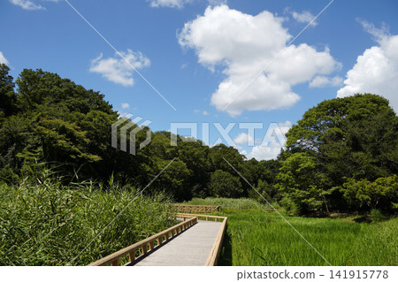 Jindai Botanical Garden Aquatic Plant Garden Jindai Botanical Garden Aquatic Plant Garden 141915778