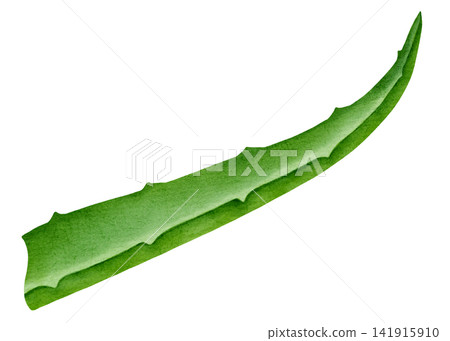Hand drawn watercolor illustration of aloe vera leaf with inner gel isolated on white background. Botanical illustration for healthy organic cosmetics and medicine. Hand drawn watercolor illustration of aloe vera leaf with inner gel isolated on white background. Botanical illustration for healthy organic cosmetics and medicine. 141915910