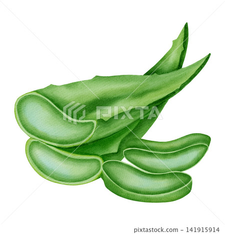 Hand-drawn watercolor illustration of aloe vera leaves with fragments on a white background. Botanical illustration for healthy organic cosmetics and medicines. Hand-drawn watercolor illustration of aloe vera leaves with fragments on a white background. Botanical illustration for healthy organic cosmetics and medicines. 141915914