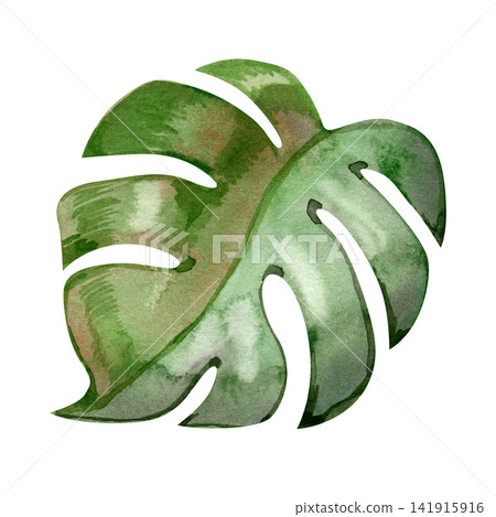 Watercolor tropical monstera leaf with split lobes in green jungle foliage illustration Watercolor tropical monstera leaf with split lobes in green jungle foliage illustration 141915916