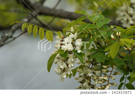 金合歡花 金合歡花 141915971
