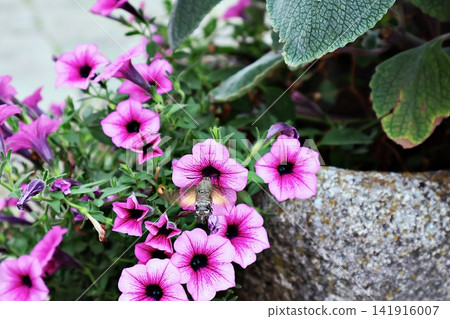 Pink Petunias with Hummingbird Moth on Textured Stone Planter in Lush Garden. Pink Petunias with Hummingbird Moth on Textured Stone Planter in Lush Garden. 141916007