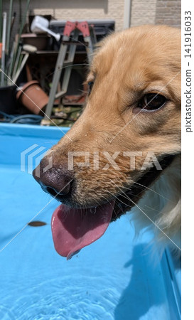 Golden retriever playing in the pool Golden retriever playing in the pool 141916033