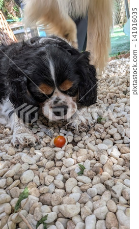 櫻桃番茄與查理王小獵犬 櫻桃番茄與查理王小獵犬 141916035