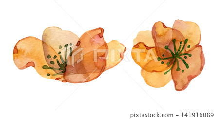 Watercolor orange yellow tropical flower blossoms with green stamens jungle botanical set Watercolor orange yellow tropical flower blossoms with green stamens jungle botanical set 141916089