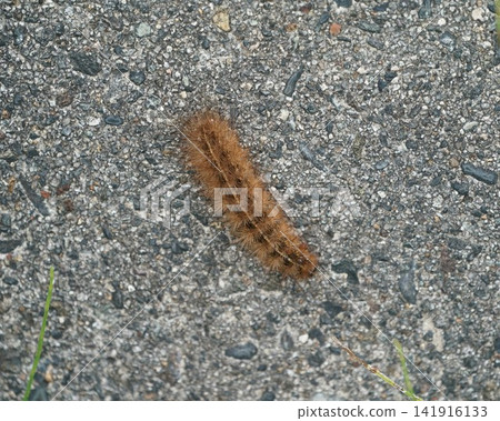 Brown caterpillar Brown caterpillar 141916133