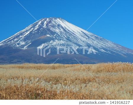 Fields of pampas grass and Mt. Fuji, Suyama, Susono City Fields of pampas grass and Mt. Fuji, Suyama, Susono City 141916227