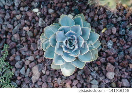 Echeveria succulent rosette growing among volcanic rocks, top view, copy space. Echeveria succulent rosette growing among volcanic rocks, top view, copy space. 141916306