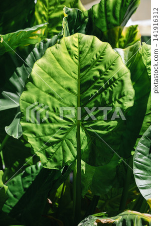 Tropical green foliage with large elephant ear leaves, abstract plant green background Tropical green foliage with large elephant ear leaves, abstract plant green background 141916312