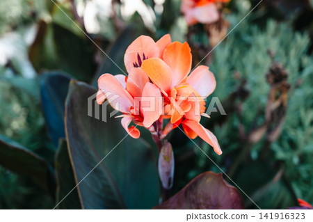 Orange Canna flowers blooming among lush green foliage, close-up of tropical flowers with soft natural background and vibrant summer colors Orange Canna flowers blooming among lush green foliage, close-up of tropical flowers with soft natural background and vibrant summer colors 141916323