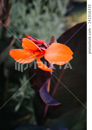 Orange Canna flowers blooming among lush green foliage, close-up of tropical flowers with soft natural background and vibrant summer colors Orange Canna flowers blooming among lush green foliage, close-up of tropical flowers with soft natural background and vibrant summer colors 141916335