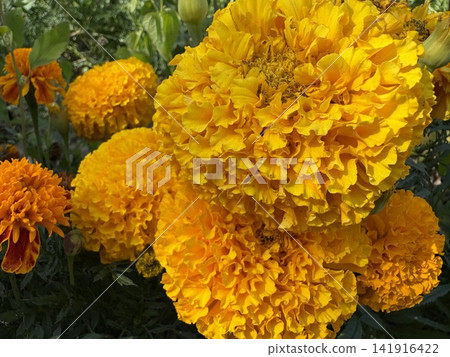 Vibrant yellow and orange marigold flowers blooming in a sunny garden Vibrant yellow and orange marigold flowers blooming in a sunny garden 141916422