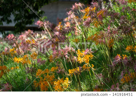 Bright pink and yellow spider lilies blooming in a green field. Bright pink and yellow spider lilies blooming in a green field. 141916451