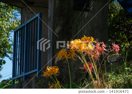 The vibrant yellow and red spider lilies that bloom in autumn The vibrant yellow and red spider lilies that bloom in autumn 141916471