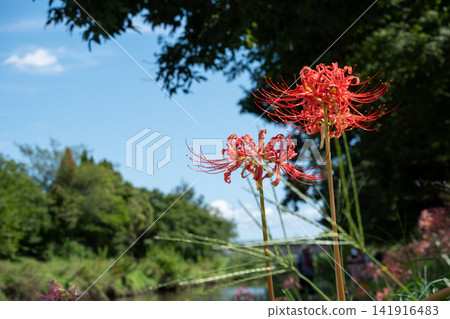 Under the clear autumn sky, spider lilies bloom in vibrant colors. Under the clear autumn sky, spider lilies bloom in vibrant colors. 141916483