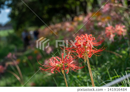 Vibrant red spider lilies blooming in the autumn garden 141916484