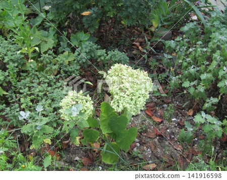 Enjoy the changing colors of Annabelle Hydrangea Enjoy the changing colors of Annabelle Hydrangea 141916598