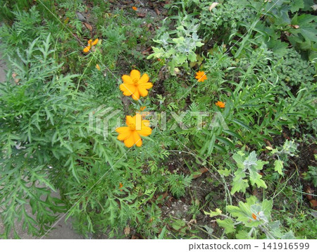 橙色的波斯菊花 橙色的波斯菊花 141916599