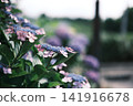 hydrangea   141916678
