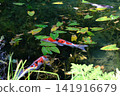 Pond of monet 141916679