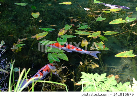 Pond of monet Pond of monet 141916679